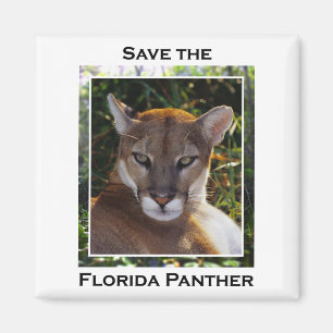 Imã Pantera de Florida