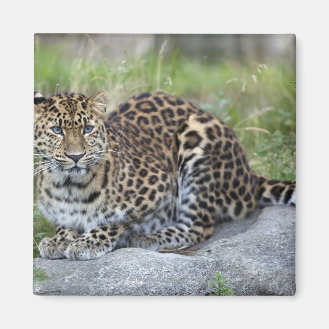 Imã Panthera pardus orientalis (Frente)