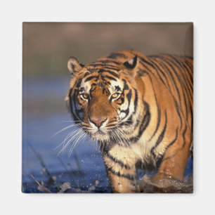 Imã Panthera tigris do tigre de ÁSIA, India, Bengal)