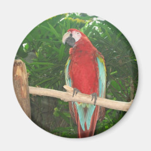 Imã Papagaio