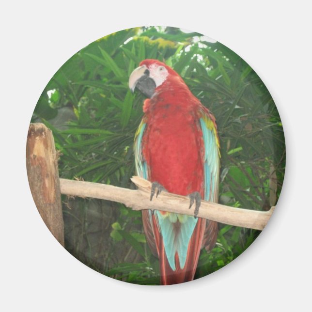 Imã Papagaio (Frente)