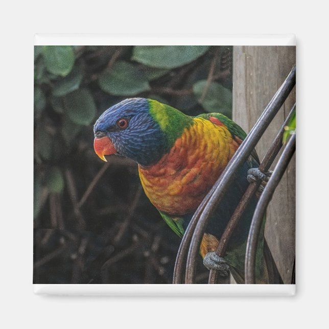 Imã Papagaio (Frente)