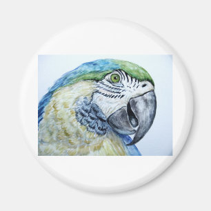 Imã papagaio azul