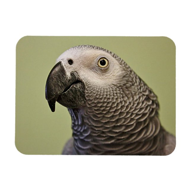 Ímã Papagaio-Cinza Africano do Congo (Horizontal)