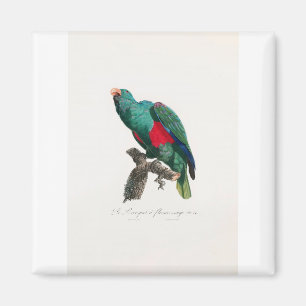 Imã papagaio-de-arara tropical