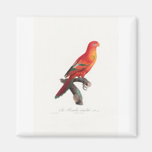 Imã papagaio-de-arara tropical
