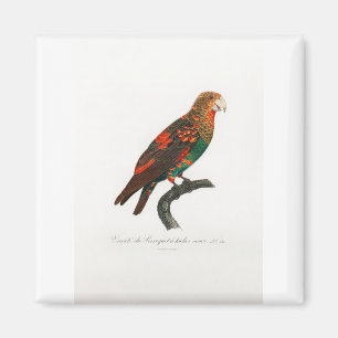 Imã papagaio-de-arara tropical