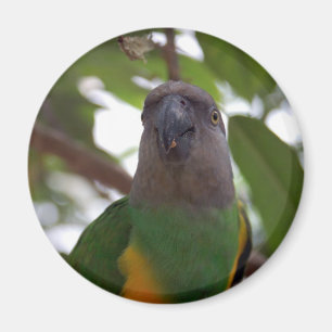 Imã Papagaio de Senegal