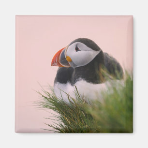 Imã Papagaio-do-mar (Fratercula arctica)