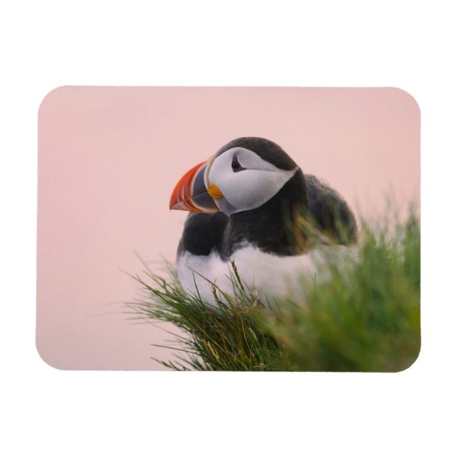Ímã Papagaio-do-mar (Fratercula arctica) (Horizontal)