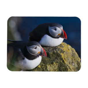 Ímã Papagaio-do-mar (Fratercula arctica) 7