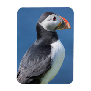 Ímã Papagaio-do-mar (Fratercula Arctica) no Penhasco