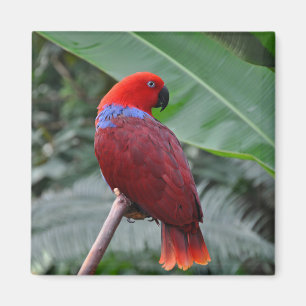 Imã Papagaio ecléctico vermelho