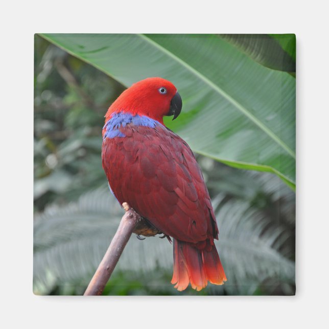 Imã Papagaio eclético vermelho (Frente)
