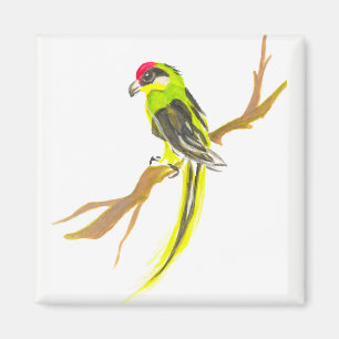 Imã Papagaio em um ramo. Pintura da aguarela