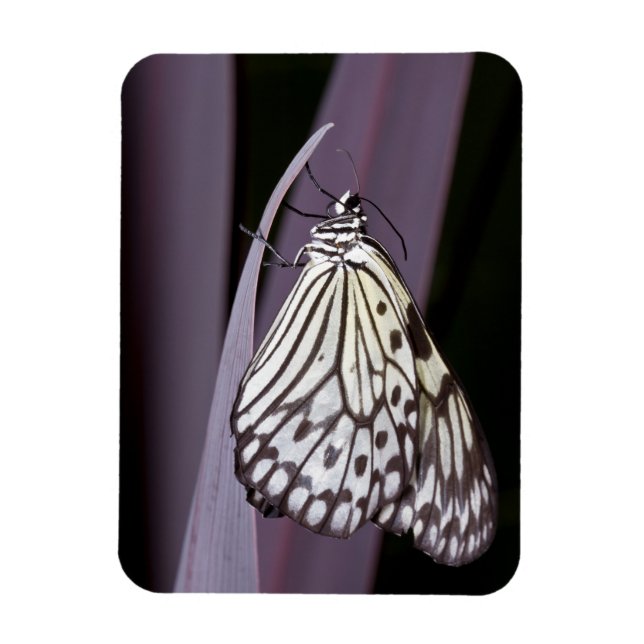 Ímã Papagaio na folha de Agave roxa (Vertical)