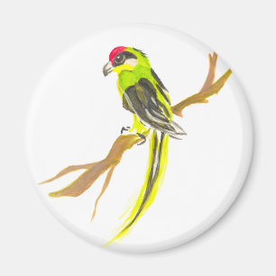 Imã Papagaio num galho. Pintura por aquarela.