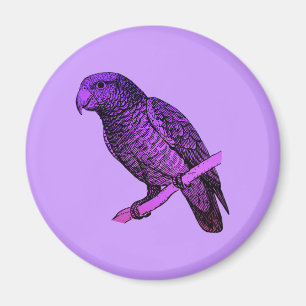 Imã Papagaio roxo
