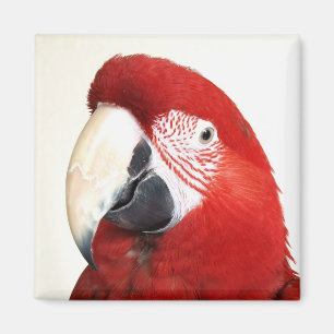 Imã Papagaio verde de Prinnie do Macaw da asa