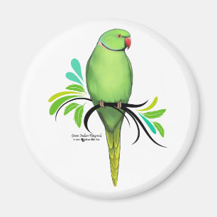 Imã Papagaio verde de Ringneck do indiano