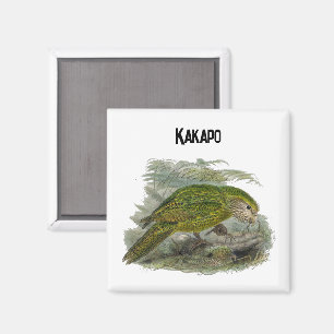 Imã Papagaio Verde Kakapo, Ilustração Rara de Aves