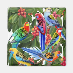 Imã Papagaios de Rosella no ímã da árvore de figo