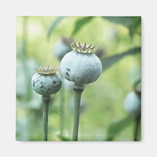 Imã Papaver - cabeças da semente do somniferum