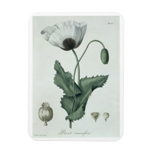 Ímã Papaver Somniferum de 'Phytographie Medicale' por