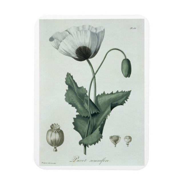 Ímã Papaver Somniferum de 'Phytographie Medicale' por (Vertical)