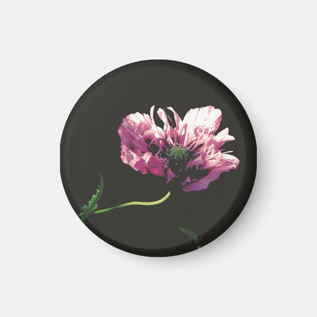 Imã Papaver Sugarplum (Frente)