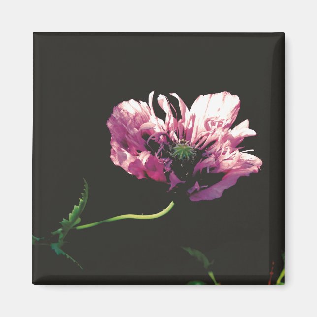 Imã Papaver Sugarplum (Frente)