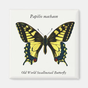 Imã Papilio machaon - Borboleta do Velho Mundo