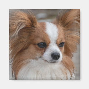 Imã Papillon - Cão-Pupado Amigável