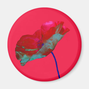 Imã Papoila azul-vermelha, rosa-claro