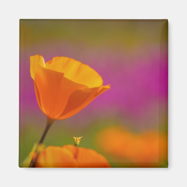 Imã papoila e rosa (Frente)