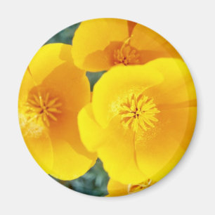 Imã papoilas de Califórnia amarelas em flores da flor