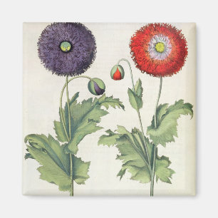 Imã Papoilas: incarnato do multiplici do flore