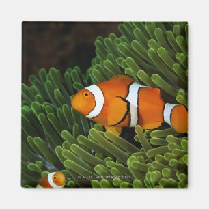 Imã Papuá-Nova Guiné, anemonefish falso do palhaço