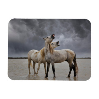 Ímã Par de Camargue Horse Stallions, sul da França