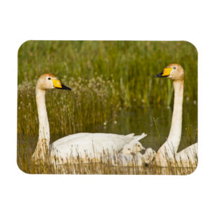 Ímã Par de cisnes-bravos com filhotes na Islândia.