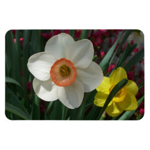 Ímã Par de Daffodils Flores Rosa e Amarelo