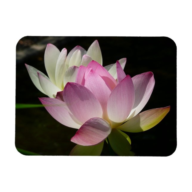 Ímã Par de Flores de Lotus II (Horizontal)