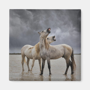 Imã Par de garanhões de cavalo Camargue, sul da França