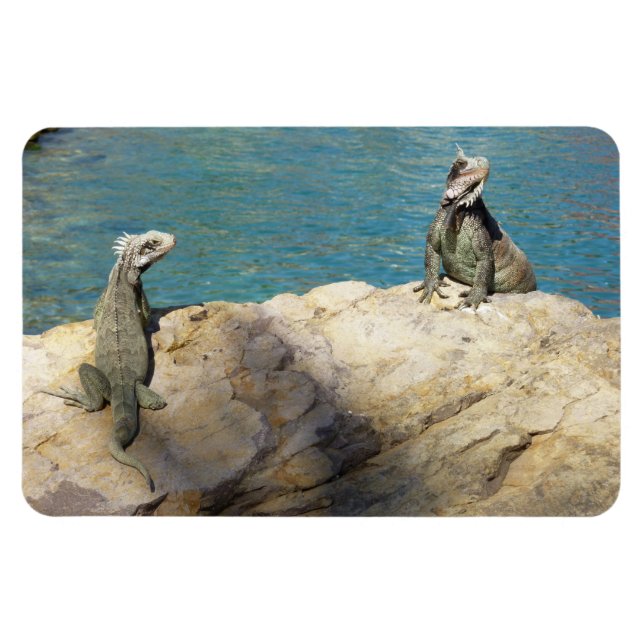 Ímã Par de Iguanas Fotografia da Vida Selvagem Tropica (Horizontal)