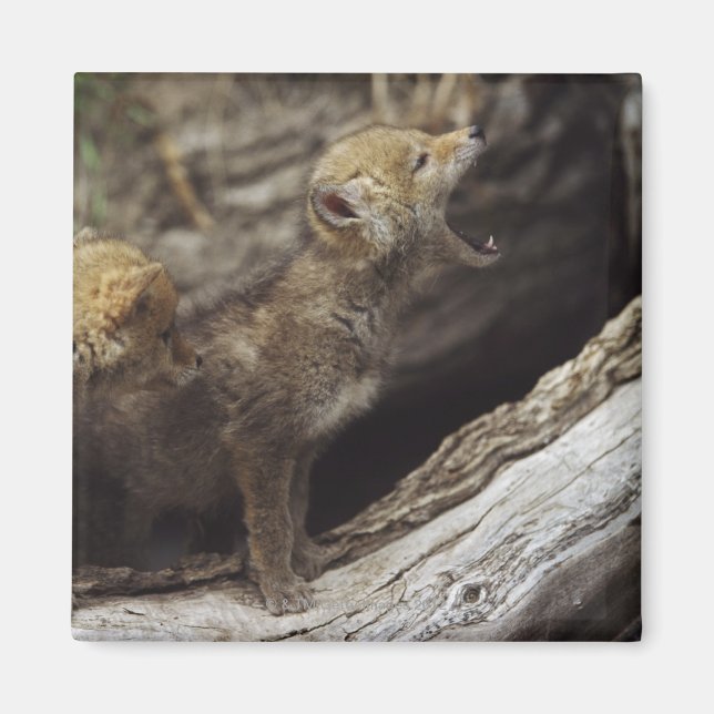 Imã Par De Jovens Crianças De Coyote, Howling (Frente)