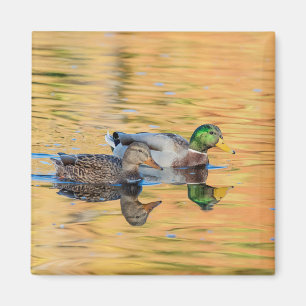 Imã Par de Mallards