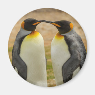 Imã Par de pinguins-imperadores, Ilhas Falkland