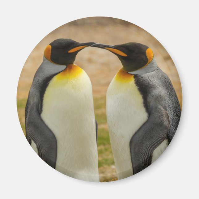 Imã Par de pinguins-imperadores, Ilhas Falkland (Frente)