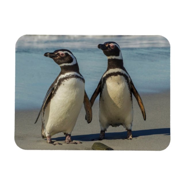 Ímã Par de pinguins na praia (Horizontal)