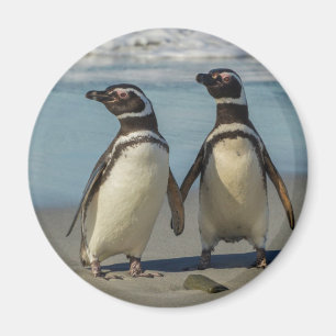 Imã Par de pinguins na praia